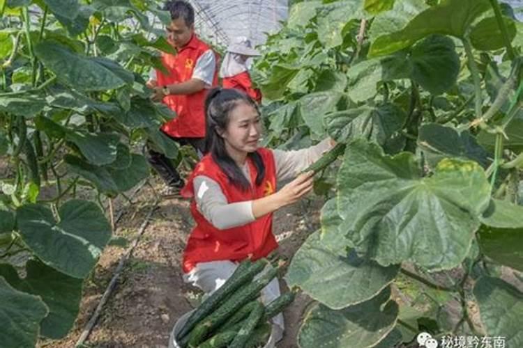 黄瓜采摘期管理的艺术：确保丰收与品质兼备