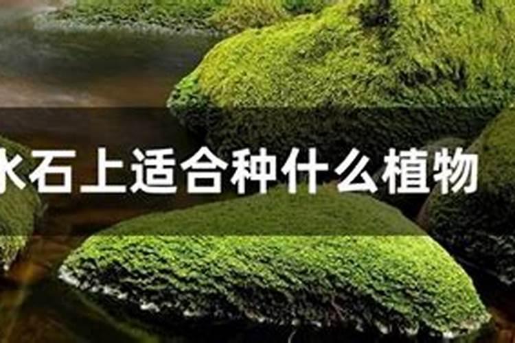 上水石适合种什么植物适合上水石种植的植物