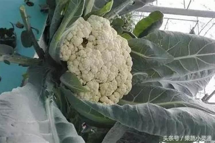 花椰菜散球原因