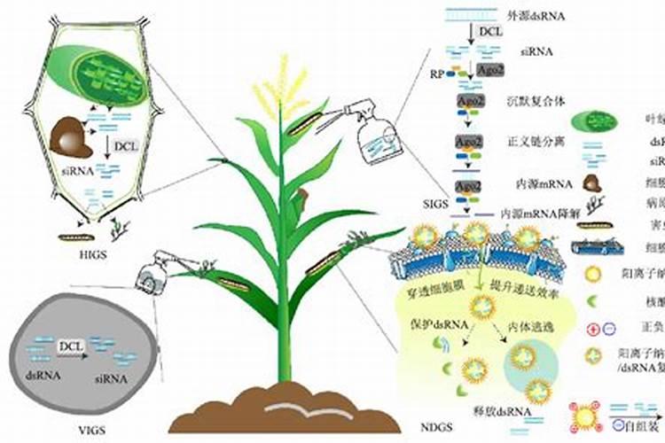 战胜温室低温型病害：明智的农药选择与应用策略