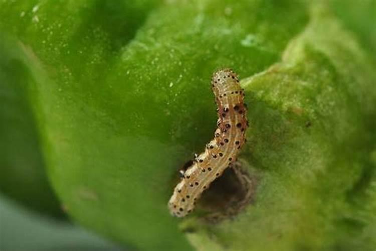 田间守护者：番茄烟青虫防治全攻略