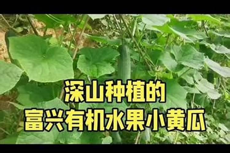 绿色守护：有机蔬菜与农药的和谐共存