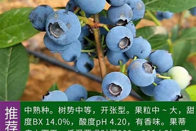 蓝莓盆栽的养殖方法：掌握这些技巧，让家中充满甜蜜果实？