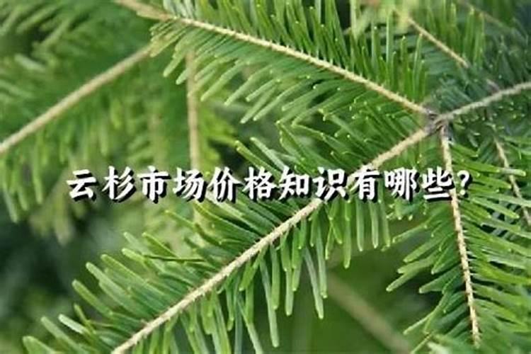 “云杉”的种植方法有哪些？