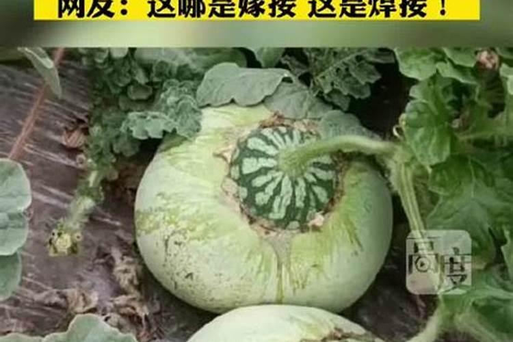 请问老师这嫁接的甜瓜咋也死了？是啥毛病啊？