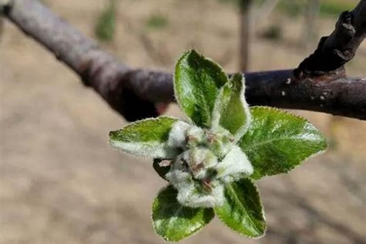 苹果花芽分化差的原因是什么？