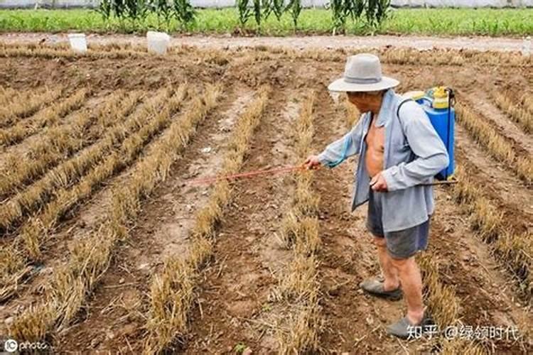 田间守护者还是隐形杀手？揭秘除草剂药害发生的原因