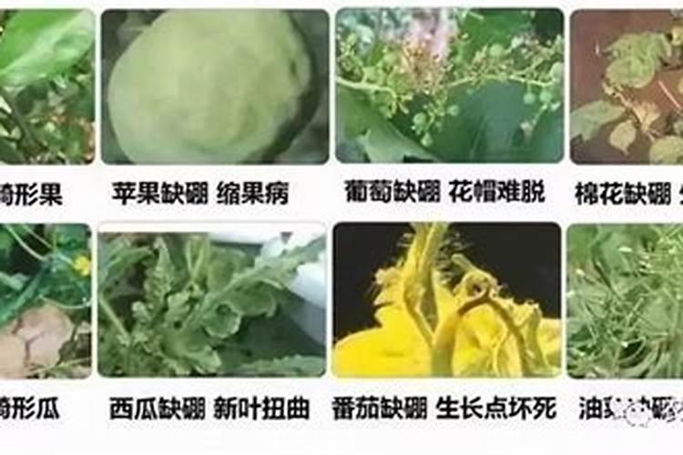 含硼的中微肥对植物有何作用？