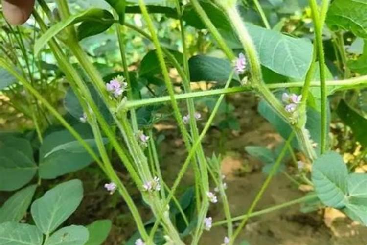 大豆花开富贵：开花结荚期的关键田间管理及病虫害防治策略