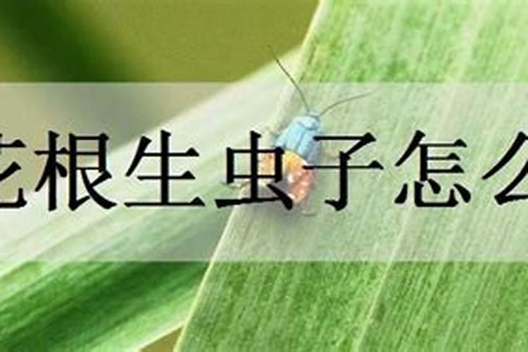 花根生虫子怎么办？