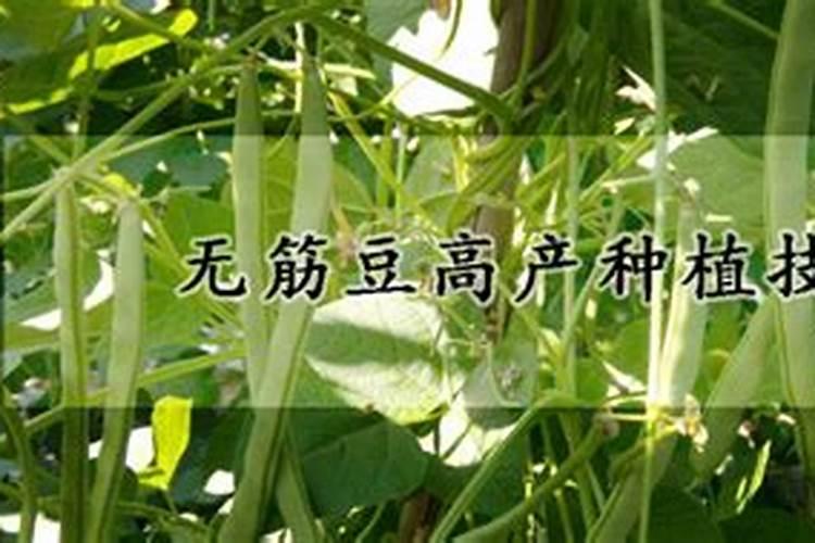 秋季无筋豆高产种植技术要点