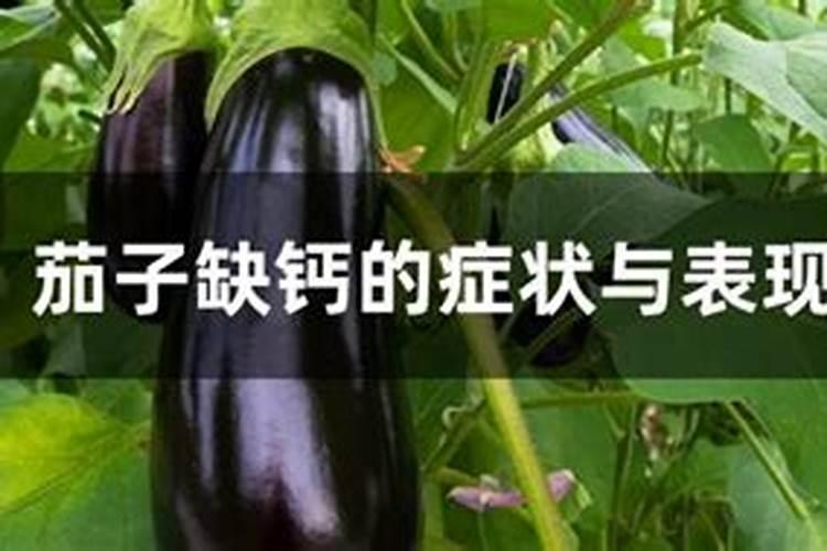 茄子营养缺乏什么表现？茄子营养缺乏的症状表现