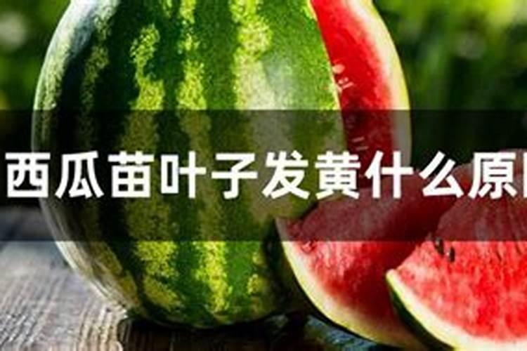 西瓜根部叶子发黄是什么原因？