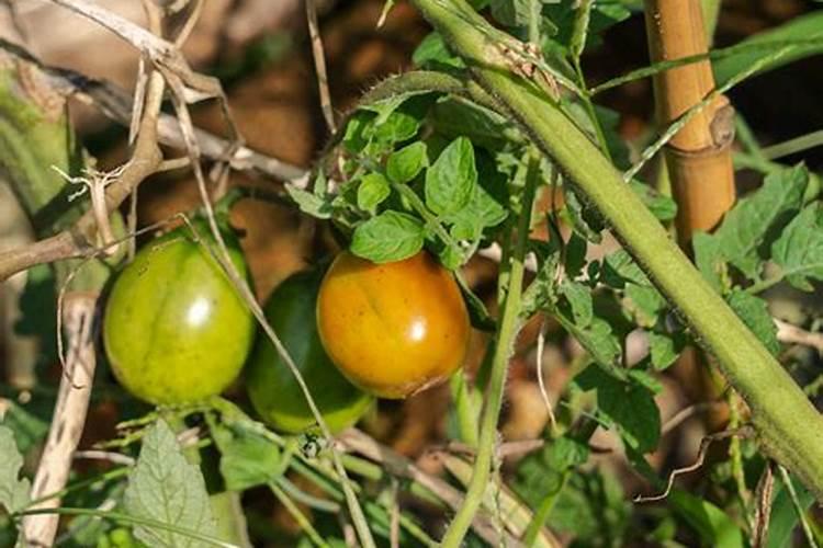 植宝素：番茄生长的绿色助推器