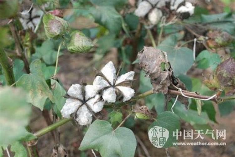 棉花遭遇连阴雨抓紧应对巧管理