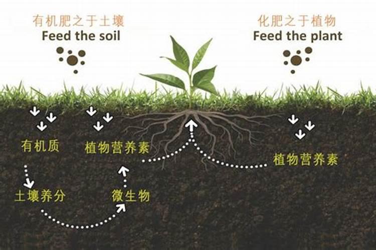 有机肥和植物液肥区别在哪？