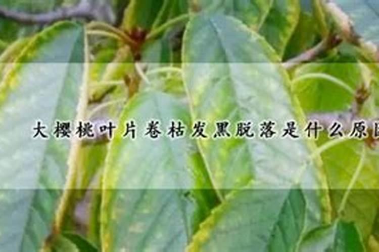 大樱桃叶片卷枯发黑脱落是什么原因？