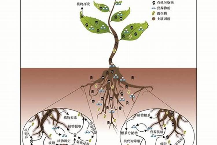 揭秘水溶肥浓度对植物根系的影响