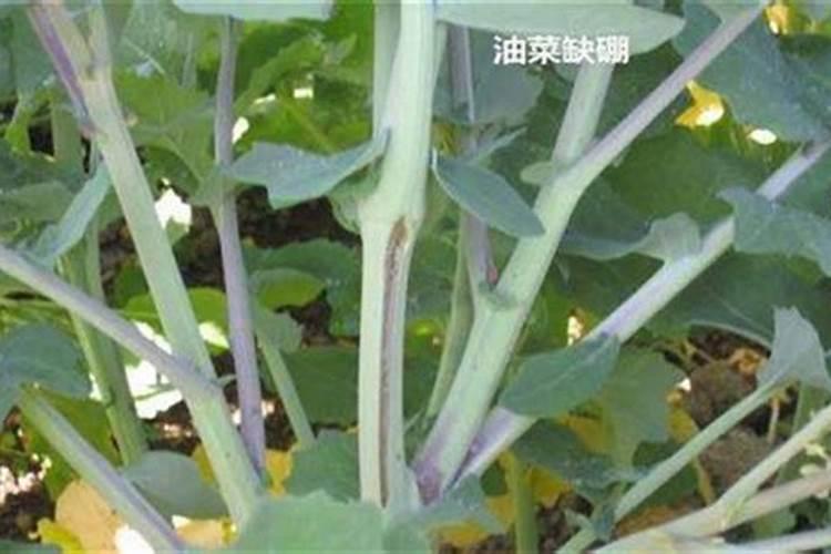 油菜缺素症状及防治技巧