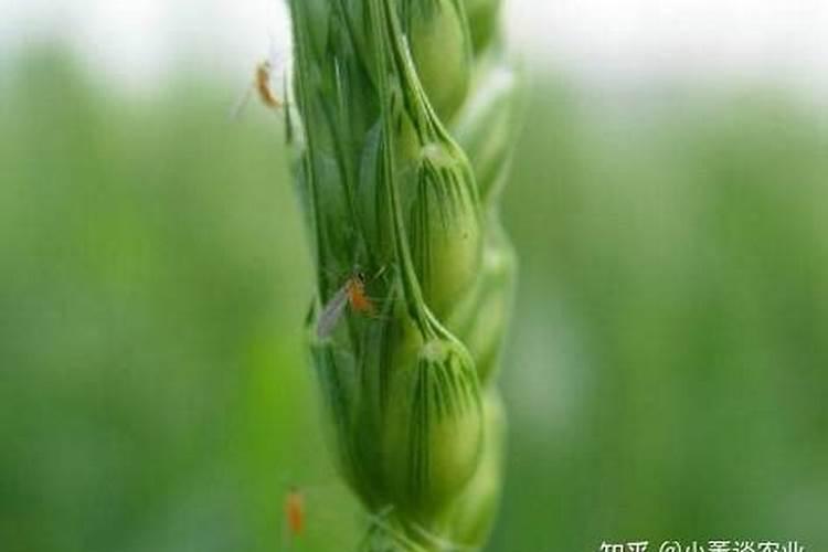 战胜隐形杀手：策略与药剂在小麦吸浆虫防治中的应用