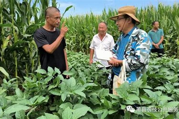 水果豌豆病虫防治技术