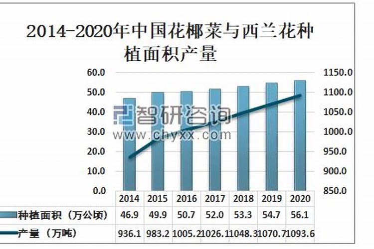 提升西兰花产量的策略：科学种植与技术创新