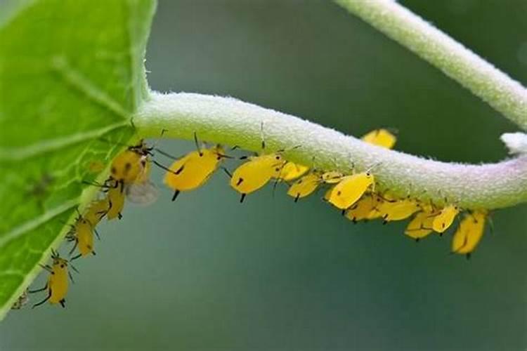 守护绿意盎然：蔬菜蚜虫防治全攻略