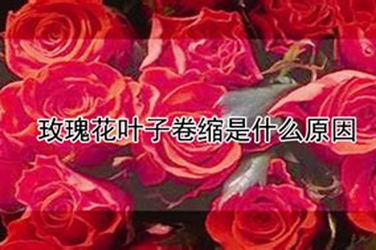 玫瑰花叶子卷缩是什么原因？