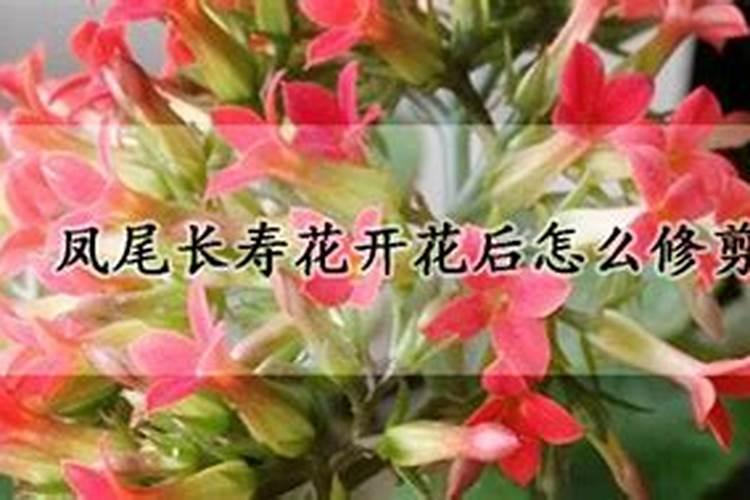 凤尾长寿花开花后怎么修剪