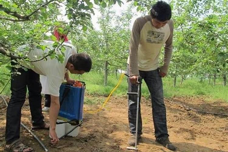 山楂施肥量与施肥时期的科学确定