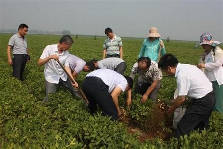 花生夏播高产技术：掌握关键步骤，迎接丰收季节