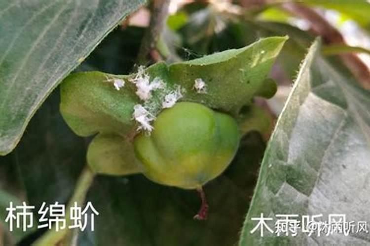 柿子树长满小白虫子用什么<a href=