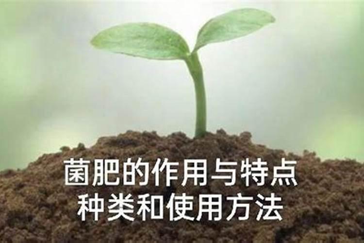 让马铃薯茁壮成长：生物菌肥的正确施用之道