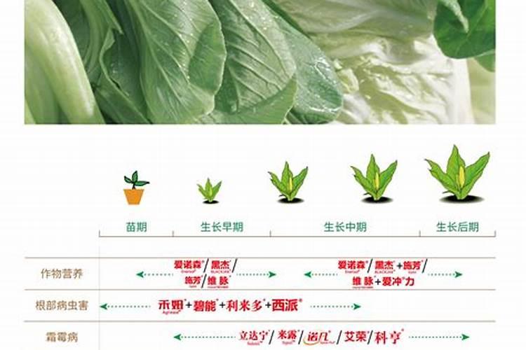 绿指间的智慧：简易判断叶菜少肥的实用指南