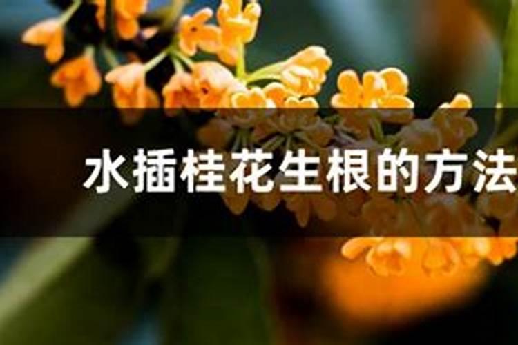 水插桂花：生根的艺术与科学