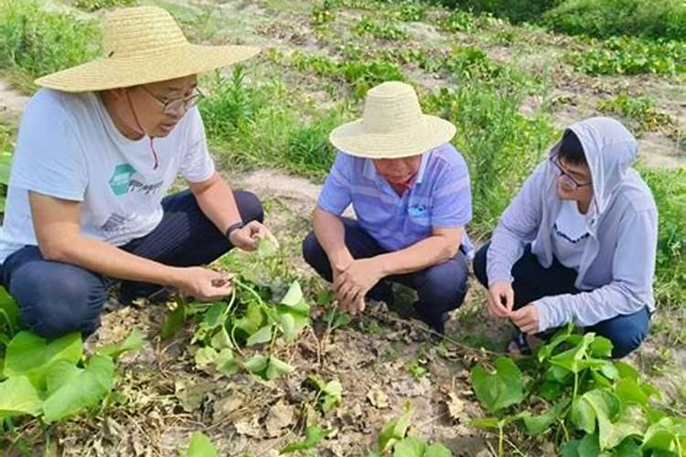 夏季蔬菜病虫害综合预防治：守护绿色健康