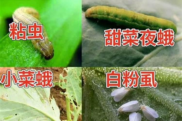 虱螨脲防治什么虫害