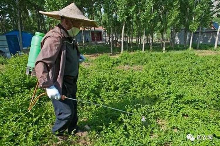 种植中药材如何使用农药