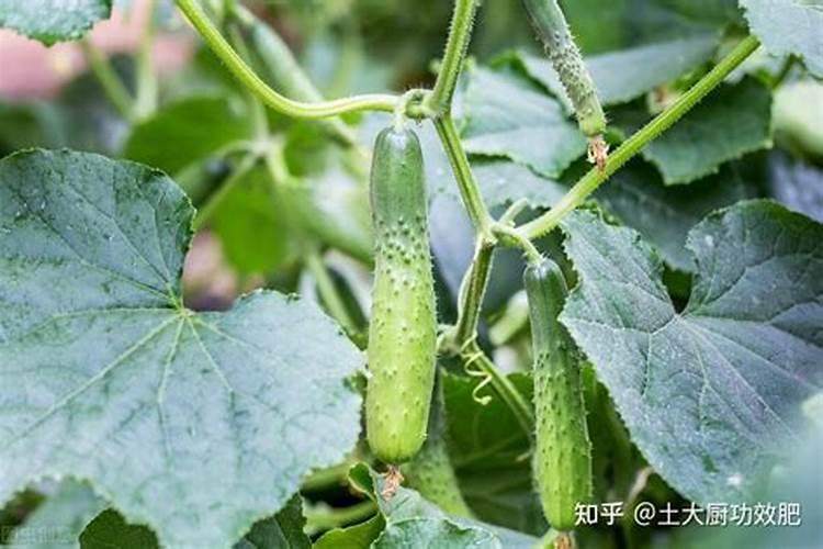 黄瓜定植后的水肥管理：确保健康生长与丰收的关键