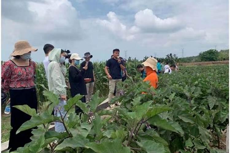 绿色守护：掌握瓜菜防早衰技术要点，让丰收不再是梦想