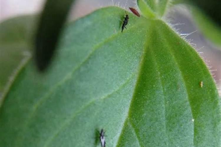 棉花的守护者：战胜虫害蓟马的防治策略