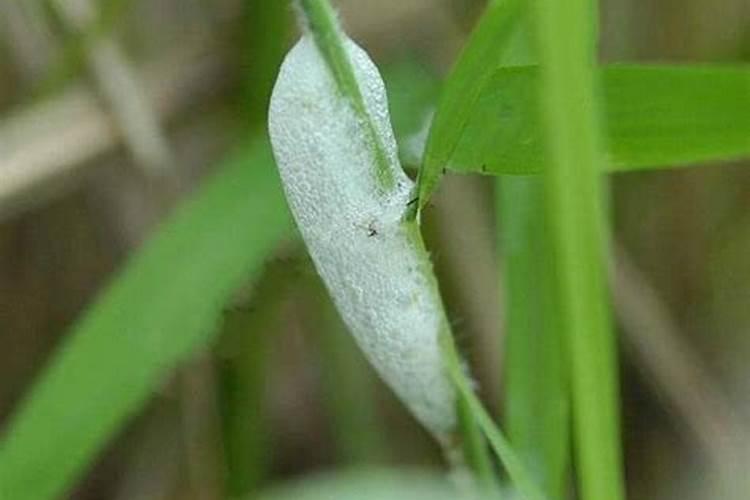 水稻稻赤斑沫蝉农药防治技术