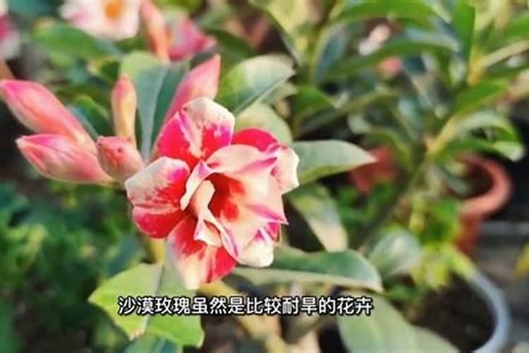 沙漠玫瑰叶子卷曲原因，沙漠玫瑰叶子卷曲解决办法？