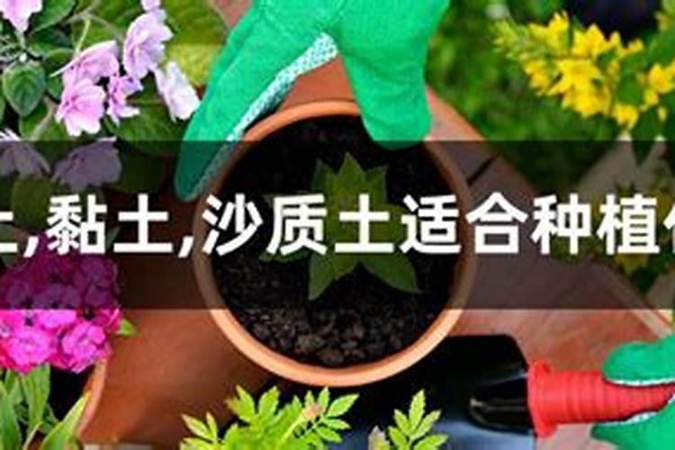 黏质土适合种什么植物？(回答时注明是黏质土)