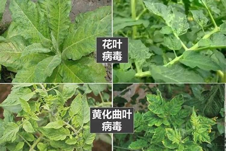 科学用药防治虫害