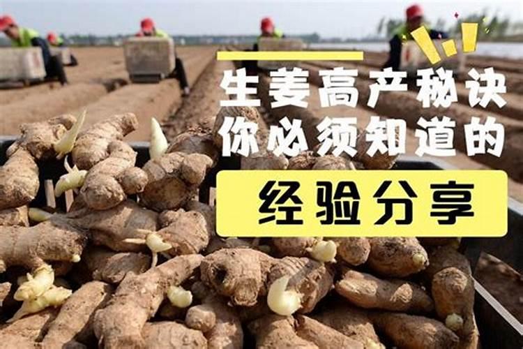 生姜高产秘诀：精准施肥时机与方法解析？