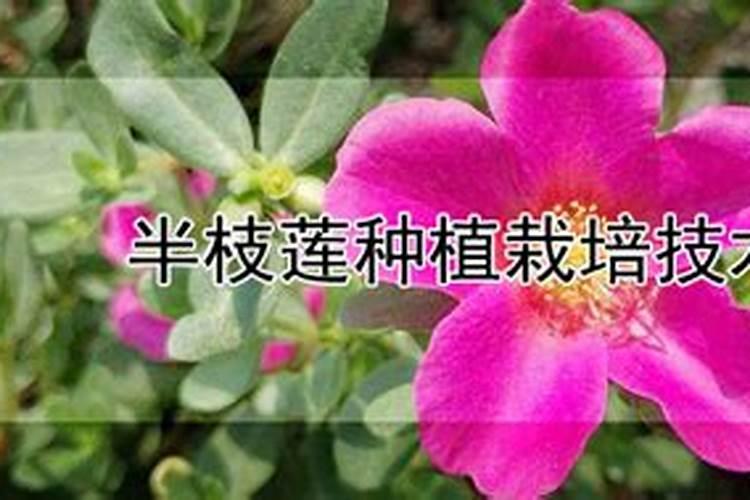 半枝莲的栽培秘籍：掌握这些技术，轻松养出美丽花朵