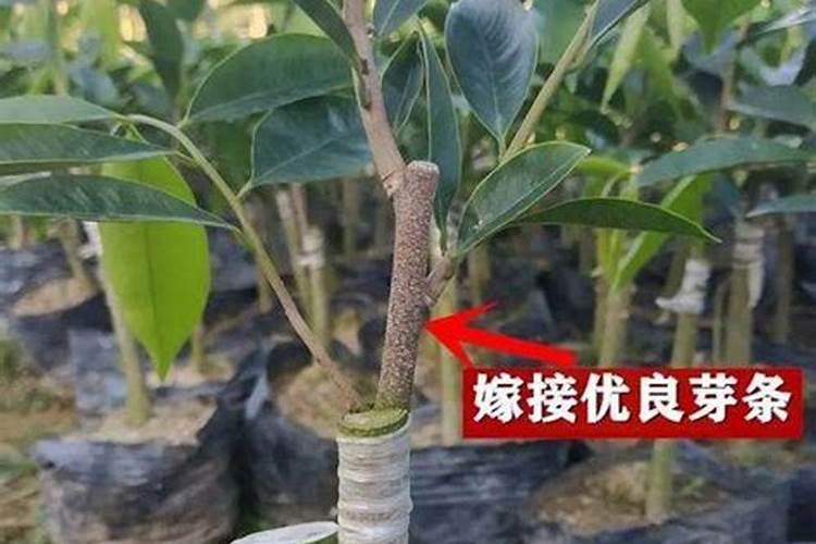 沉香树苗适合在哪里种植沉香树适合在哪里生长