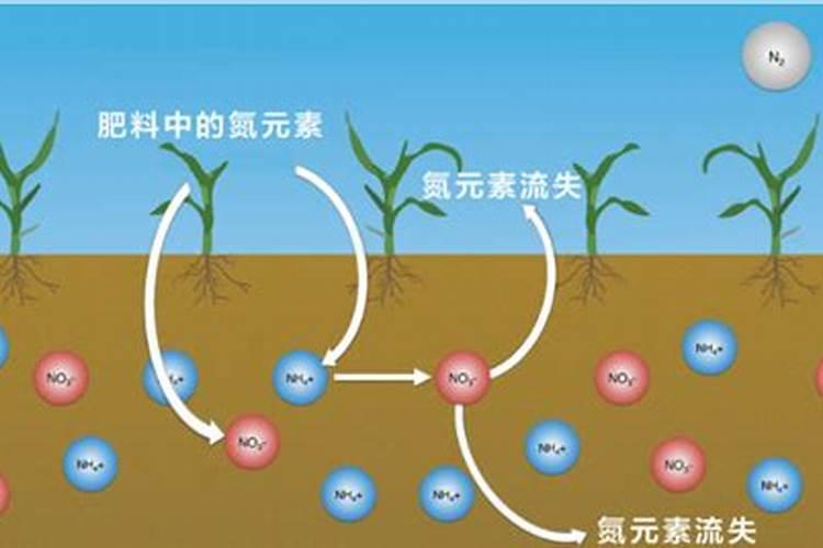 为什么向植物施加氮肥会死亡？