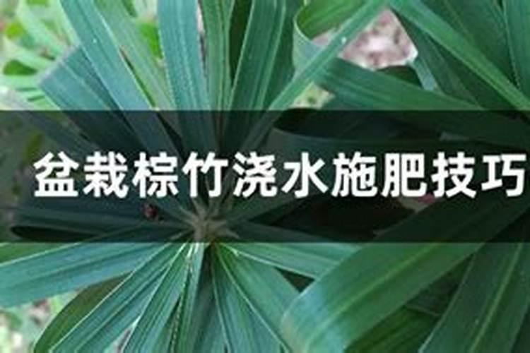 盆栽棕竹浇水施肥技巧